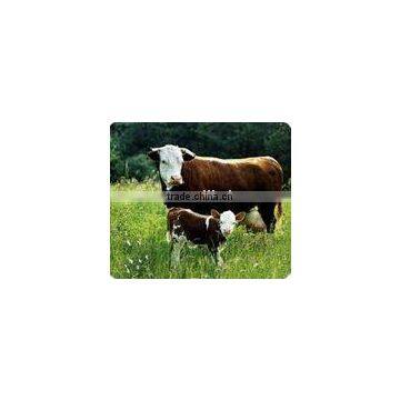 NON-GMO FEED grade Soy Protein 65%
