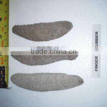 Isostichopus Fuscus photo-2