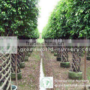 Ficus cage shape farm