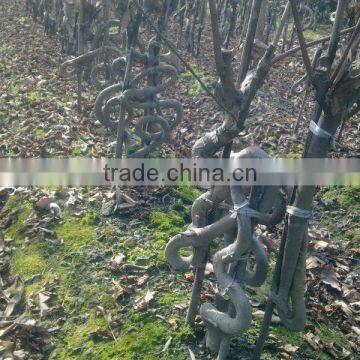 Lagerstroemia Indicadragon and Phoenix and Bottle Shape Trees