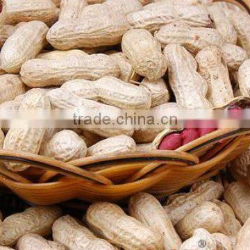 Peanut - Whole or Kernels