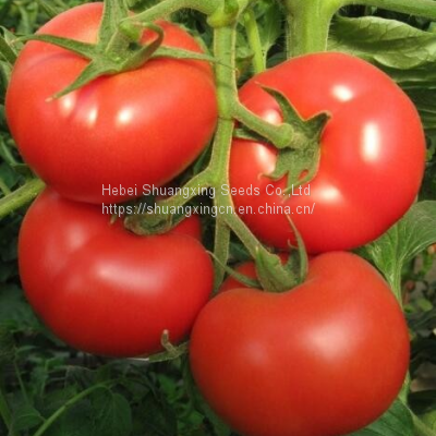 Chinese vegetable seeds tomato seed for greenhouse f1 tomato seeds