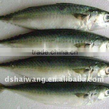 Frozen Pacific mackerel fish seafrozen for common use