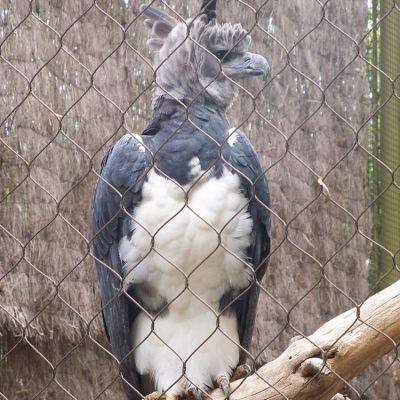 316 Stainless Steel Woven Wire Rope Mesh Fence Corrosion Resistant Flexible Barrier Manufacturer for Perimeter Protection