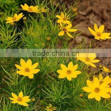 Coreopsis Verticillata Linn. Flower Seeds,herb Seeds,vegetalbe Seed,fruit Seed,grass Seed photo-6