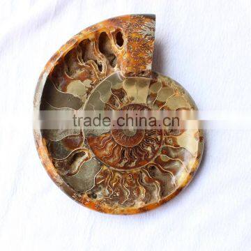 ashtray ammonite fossils stone for sale