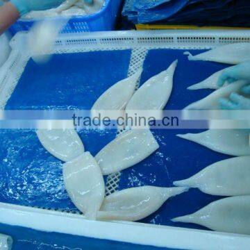 Frozen Squid Tube