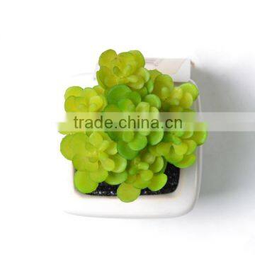 Artificial Potted Crassula Succulent Plant in Ceramic Vase photo-2