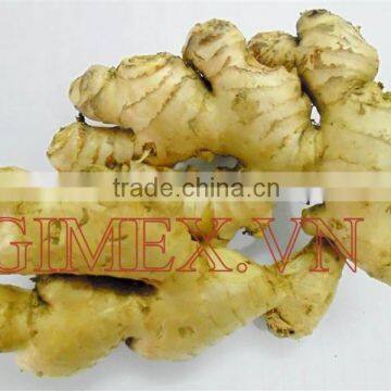 Excellent Quality Ginger From Viet Nam 2014 - 2015 photo-2