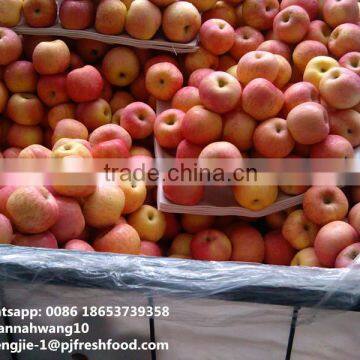 2016 Fresh Fuji Apple photo-2