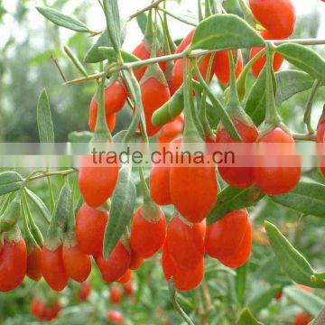 Newest High Quality Ningxia Goji berry seeds wolfberry seeds for growing