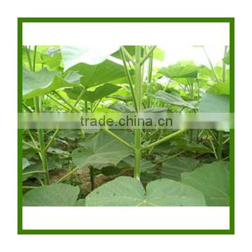 High Quality Chinese Paulownia Seed For Planting