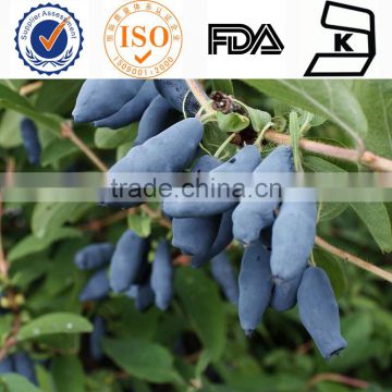 Lonicera Caerulea Plant Extract