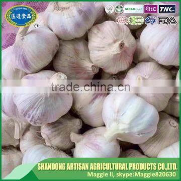 Fresh normal white garlic