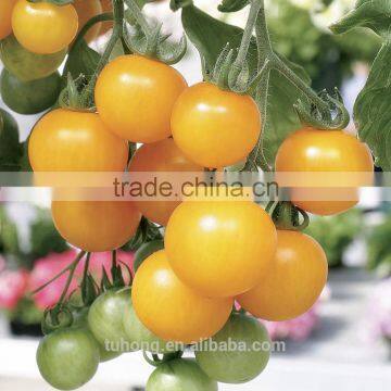 Hot Sale Seminis Tomato Seeds for Greenhouse