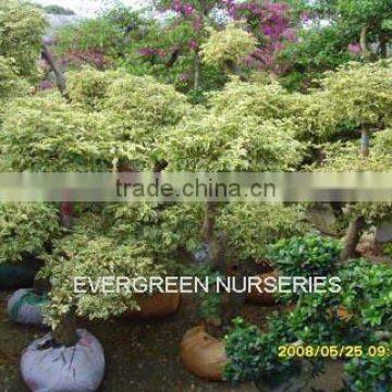 Bougainvillea Variegata