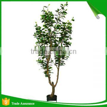 Top Quality Artificial Money Tree for Decoration photo-3