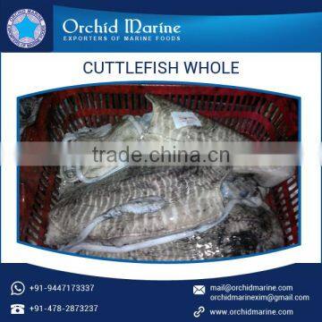 Good Quality Widely Demanded Cuttlefish Whole Round Available in Tray Packing photo-4