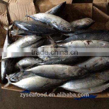 Frozen Bonito/Tuna Fish