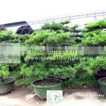 podocarpus macrophyllus big bonsai trees for garden