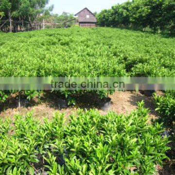 Fagraea ceilanica shrub trees