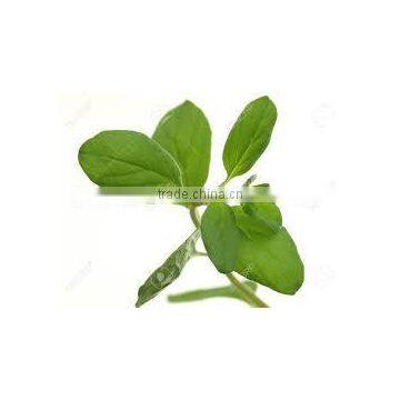 Marjoram Leaves photo-2