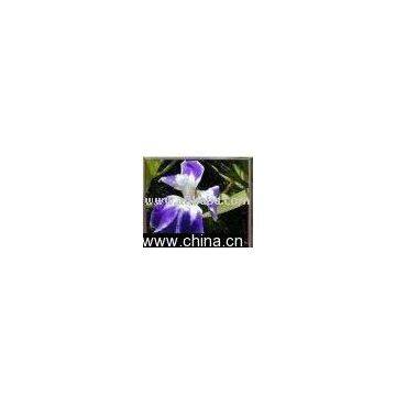 Iris Laevigata Colchesterii
