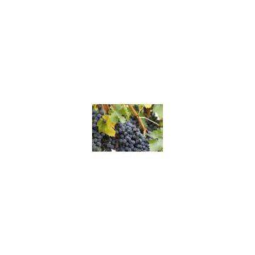 Grape Seed P.E. OPC