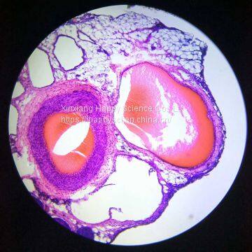 Lab and Medical Pathology Histology Microscope Slides photo-4