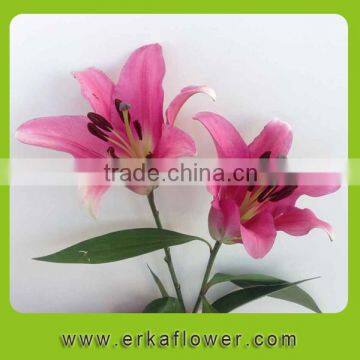 Fragrant aroma fresh lilies for home decoration