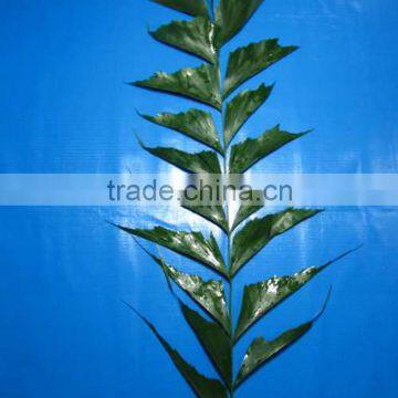 wholesale the high quality caryota and Nephrolepis with low price