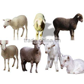 Sheep slaughter unit goat mobile slaughter house cattle slaughtering equipment professional production Farm Machinery