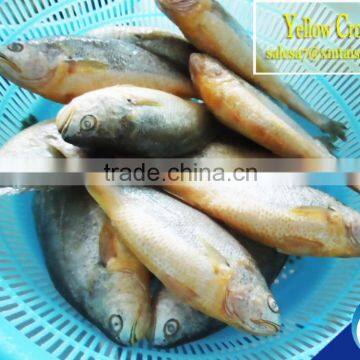 China Seafood companies Frozen Fish Yellow Croaker