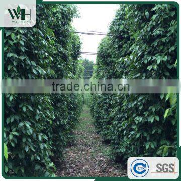 Vietnam Best Quality Black Pepper Powder and Black Pepper 550gl 500gl photo-5