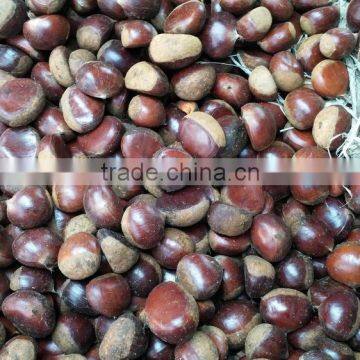 Organic Chestnut photo-6