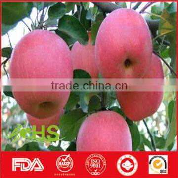 Healthy and Nutritious Fresh Red Fuji Apple photo-2