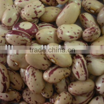 Round Shape light speckled kidney beans