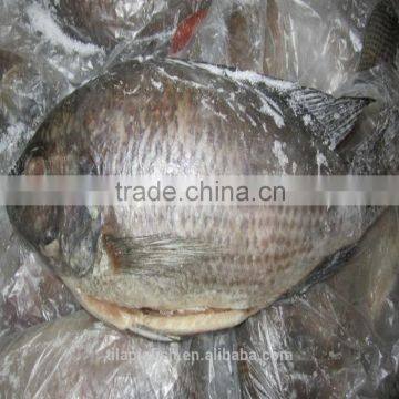 August Brand HHF Tilapia Gutted &Scaled China origin