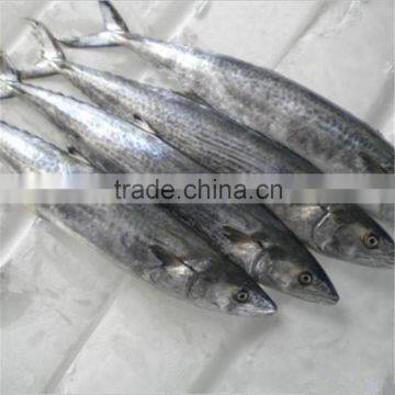 Monterrey Spanish mackerel