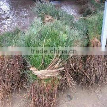 Pinus Massoniana Seedling photo-2