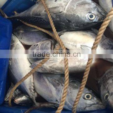 Frozen bonito fish whole round for sale