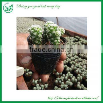 Mini Cactus Bonsai Special Shape