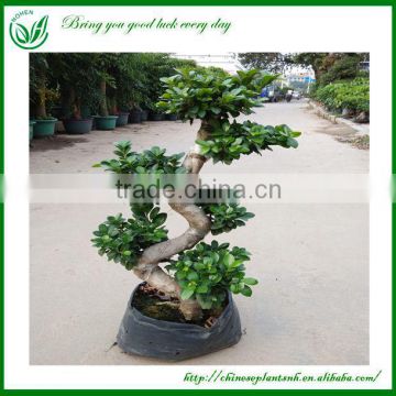 Natural Plants Ficus Microcarpa Bonsai