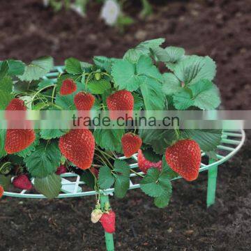 Strawberry Support Frame Set,Strawberry Support