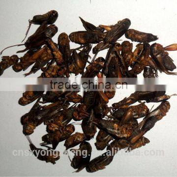 Wild Birds Food Freeze Dried Crickets;Dried Crickets for Wild Birds photo-3