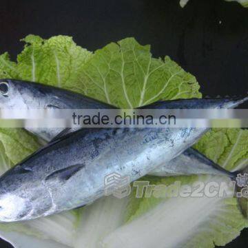 Sarda chiliensis - Eastern Pacific bonito 1000g+