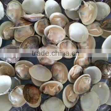 Wholesale Meretrix Lyrata Frozen Seafood Hard Clam photo-2