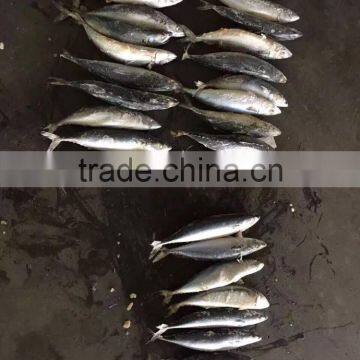 Sea Frozen Mackerel 500-750g 2016 photo-6