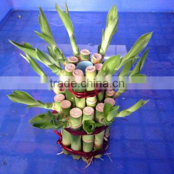 Lucky Bamboo Tower ( 2 Layers) photo-3