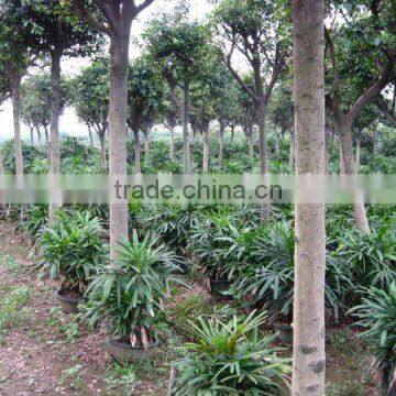 Ficus Nitida trees